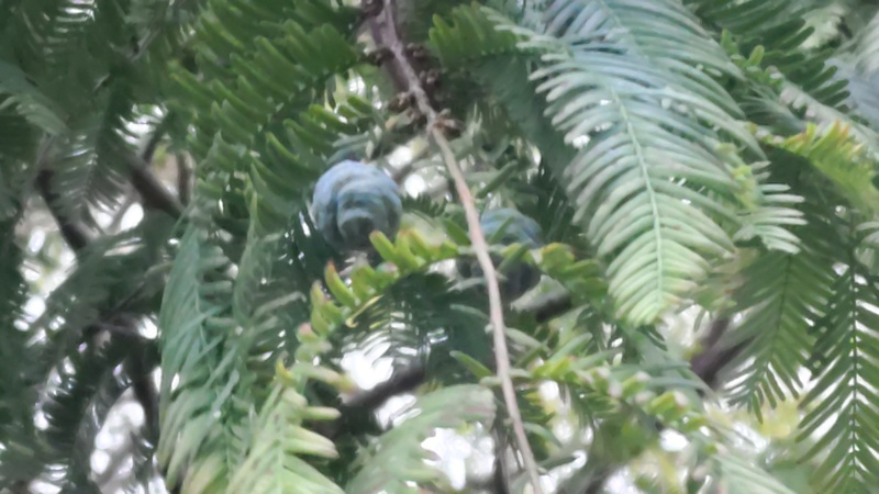 メタセコイアの雄花序 川崎市幸区創造のもり