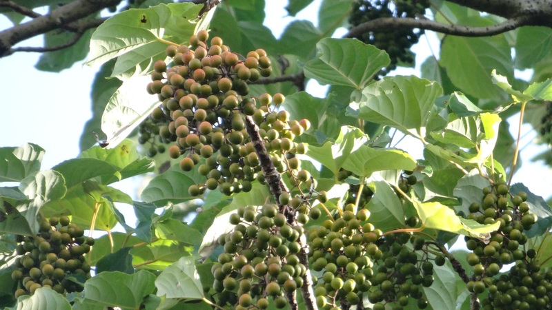 イイギリの果実 川崎市幸区さいわいふるさと公園