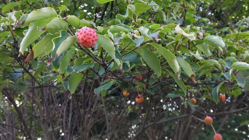 ヤマボウシの果実 川崎市幸区さいわいふるさと公園