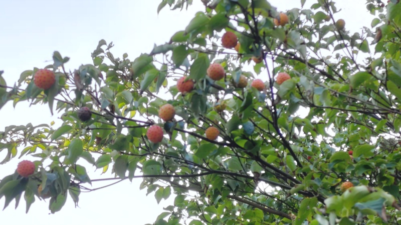 ヤマボウシの果実 川崎市幸区さいわいふるさと公園