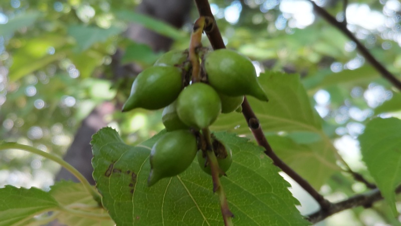 キブシの若い果実 川崎市幸区さいわいふるさと公園