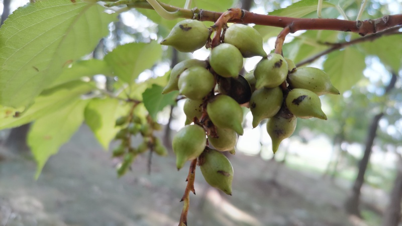 キブシの若い果実 川崎市幸区さいわいふるさと公園