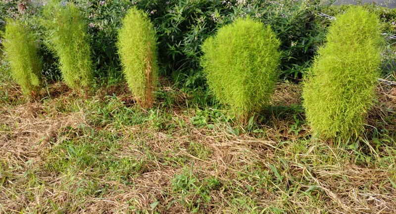 ホウキギ 川崎市幸区さいわいふるさと公園