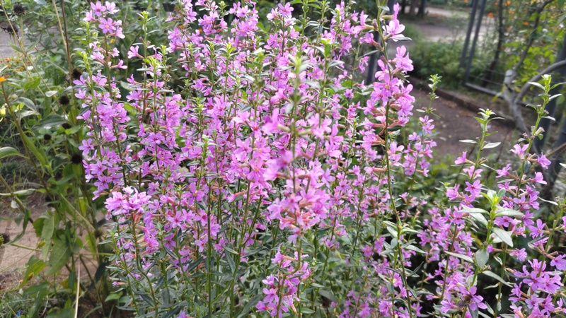 ミソハギの花 川崎市幸区さいわいふるさと公園