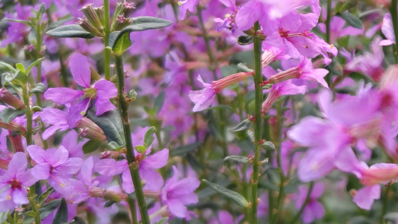 ミソハギの花 川崎市幸区さいわいふるさと公園