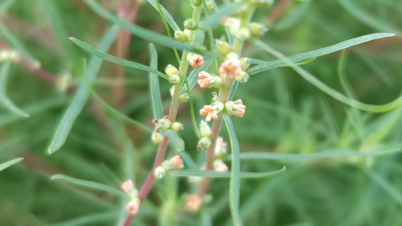 ホウキギの花 川崎市幸区さいわいふるさと公園