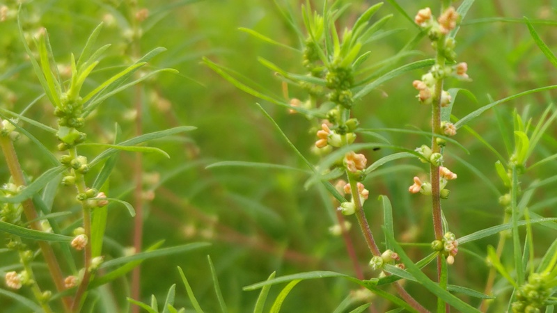 ホウキギの花 川崎市幸区さいわいふるさと公園