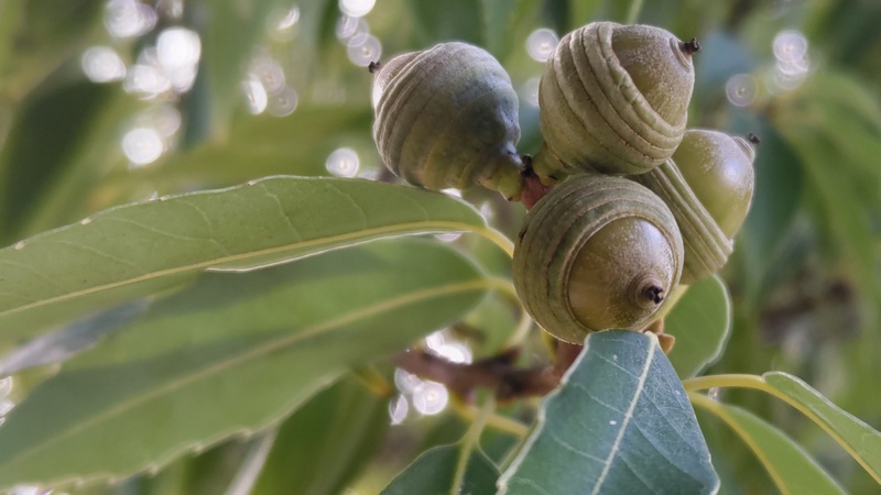 シラカシの若い果実 川崎市幸区さいわいふるさと公園