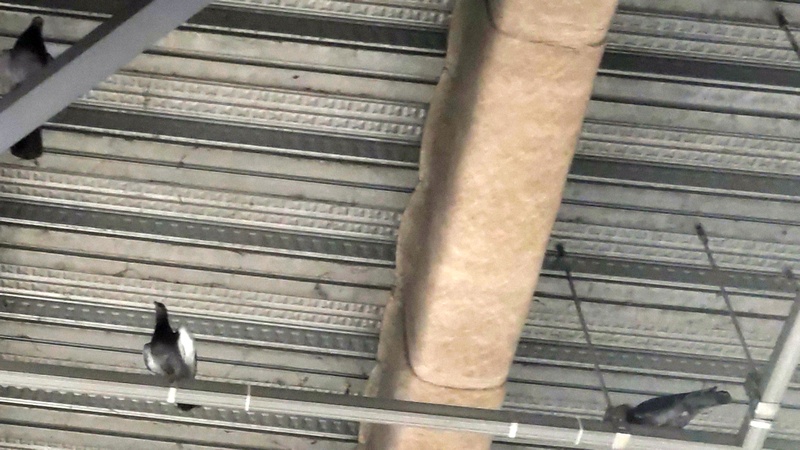 ドバトの親子 川崎市幸区