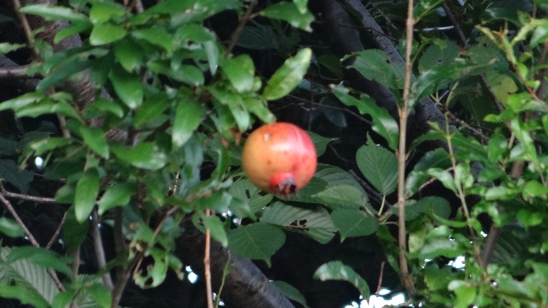 ザクロの果実 川崎市幸区さいわいふるさと公園