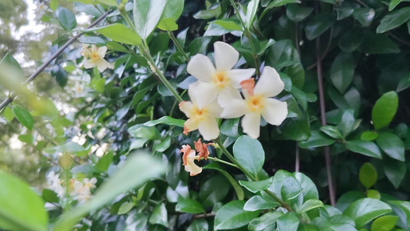 テイカカズラの花 川崎市幸区創造のもり