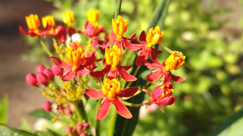 トウワタの花 川崎市幸区さいわいふるさと公園
