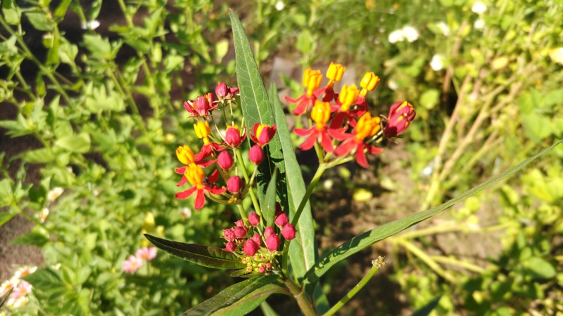 トウワタの花 川崎市幸区さいわいふるさと公園