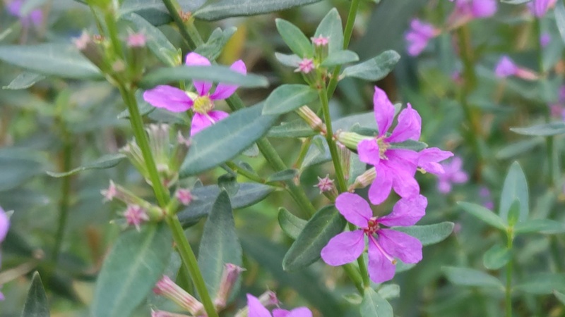 ミソハギの花 川崎市幸区さいわいふるさと公園