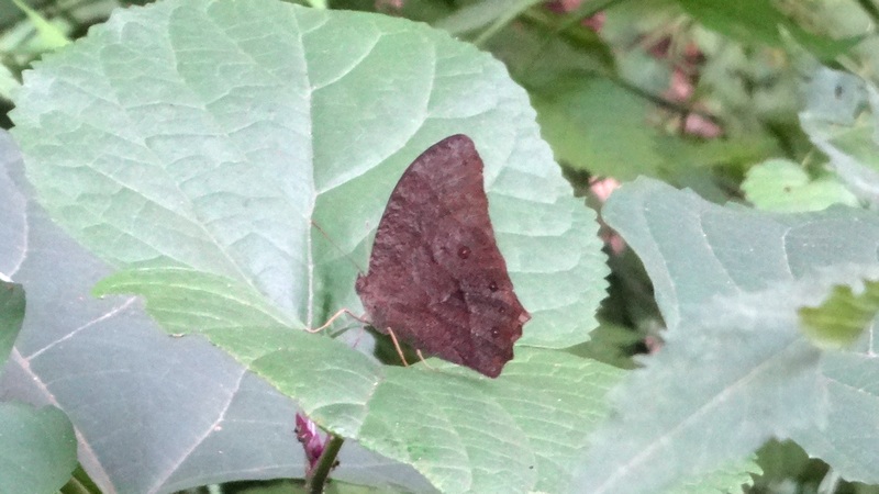 クロコノマチョウ 横浜市旭区希望が丘水の森公園