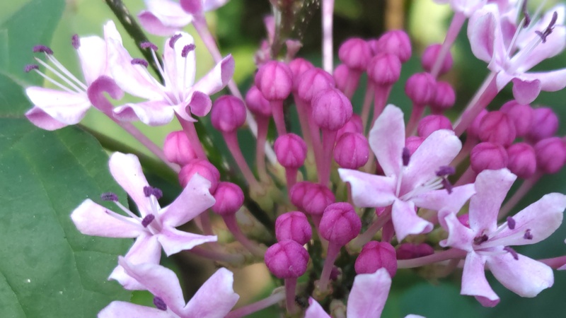 ボタンクサギの花 横浜市旭区希望が丘水の森公園