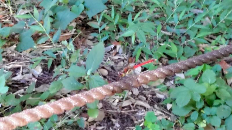 コノシメトンボ 横浜市旭区希望が丘水の森公園