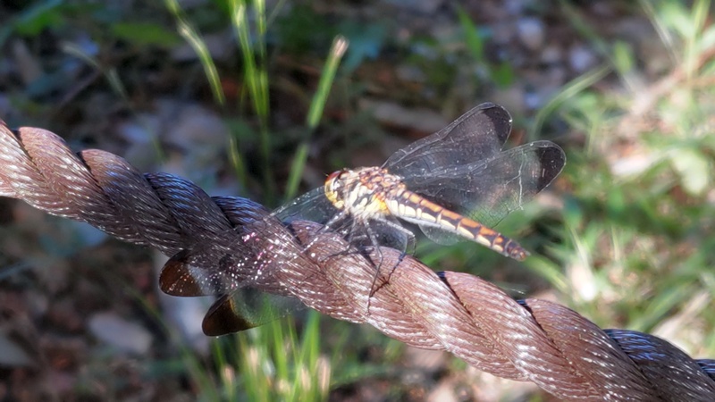 コノシメトンボ 横浜市旭区希望が丘水の森公園