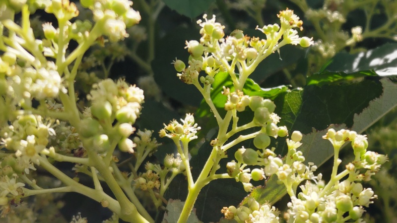 ウドの花 横浜市旭区今宿南町
