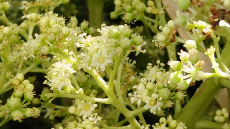 ウドの花 横浜市旭区今宿南町