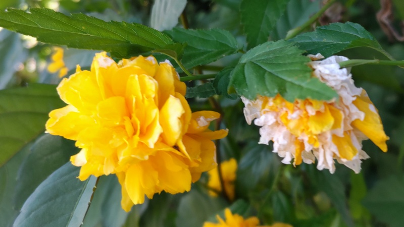 ヤエヤマブキの花 横浜市旭区今宿南町