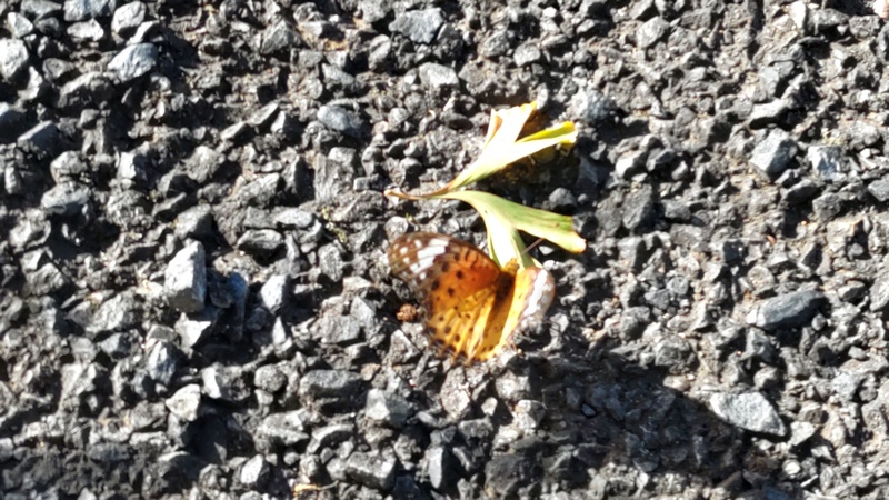 ツマグロヒョウモン♀ 横浜市旭区今宿町