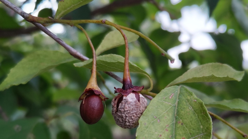 エゴノキの果実 川崎市幸区創造のもり