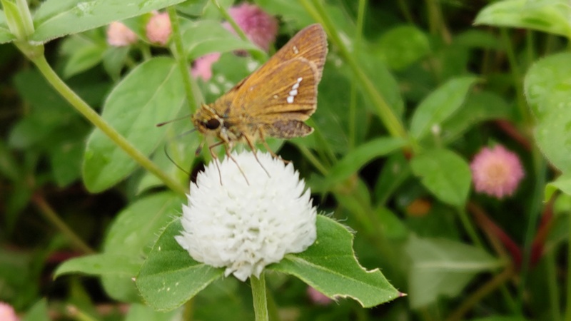 センニチコウのイチモンジセセリ 川崎市幸区さいわいふるさと公園
