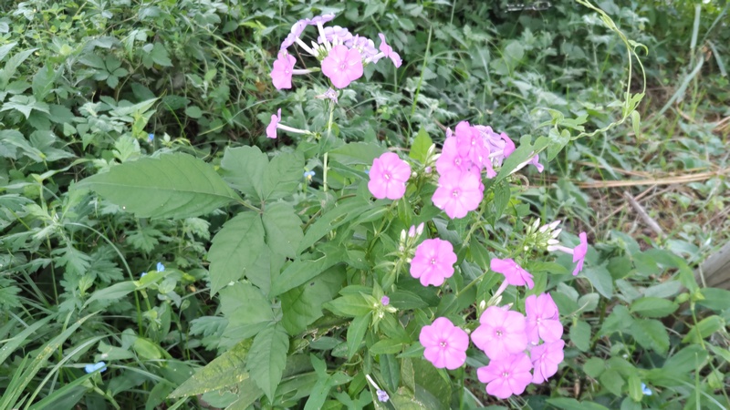 クサキョウチクトウの花 川崎市幸区さいわいふるさと公園