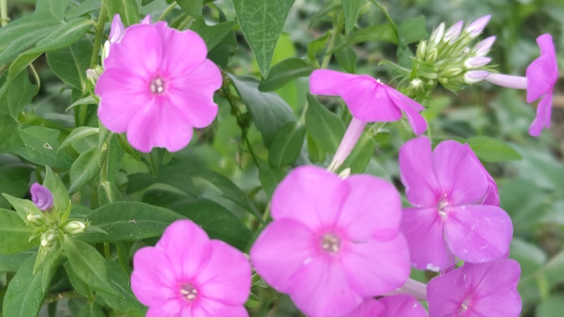 クサキョウチクトウの花 川崎市幸区さいわいふるさと公園