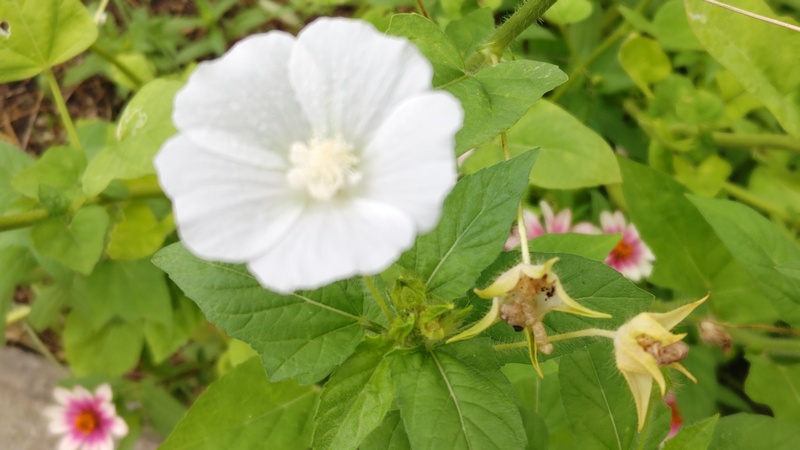 ニシキアオイの花と弾けた果実 川崎市幸区さいわいふるさと公園