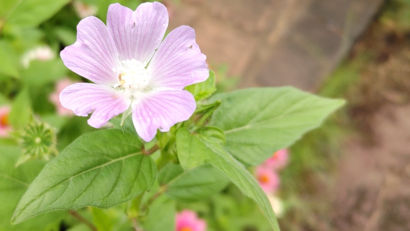 ニシキアオイの花 川崎市幸区さいわいふるさと公園