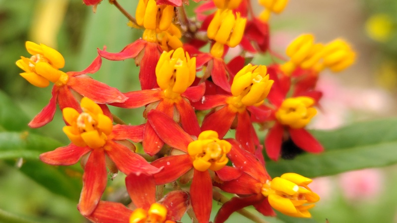 トウワタの花 川崎市幸区さいわいふるさと公園