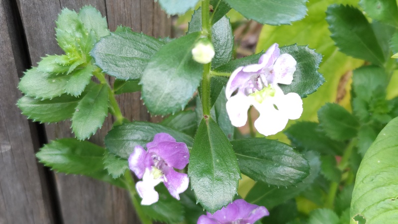 アンゲロンソウの花 川崎市幸区さいわいふるさと公園