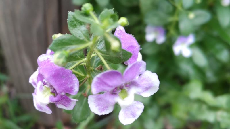 アンゲロンソウの花 川崎市幸区さいわいふるさと公園