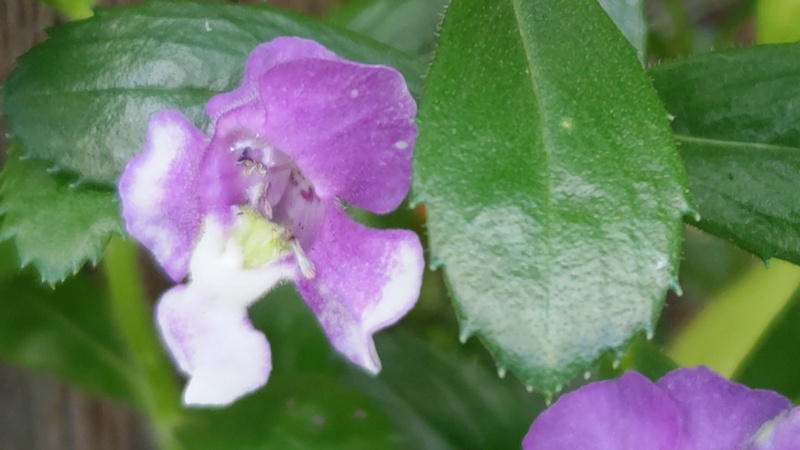 アンゲロンソウの花 川崎市幸区さいわいふるさと公園