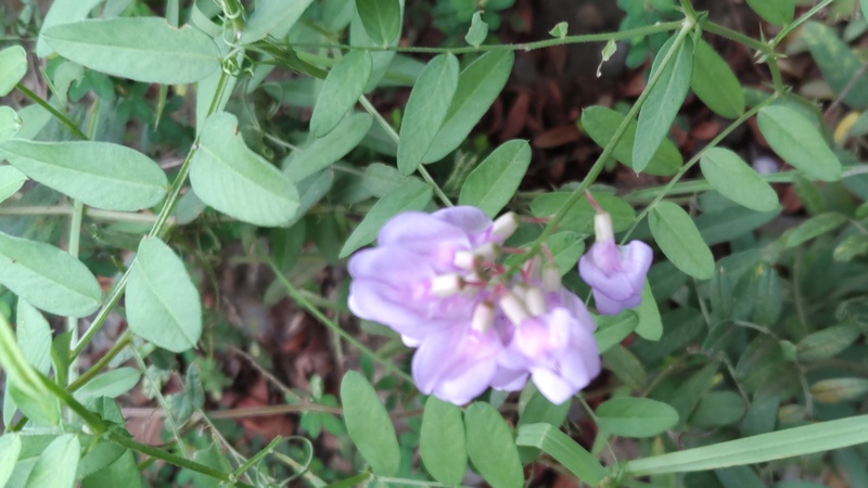 ツルフジバカマの花 川崎市幸区さいわいふるさと公園