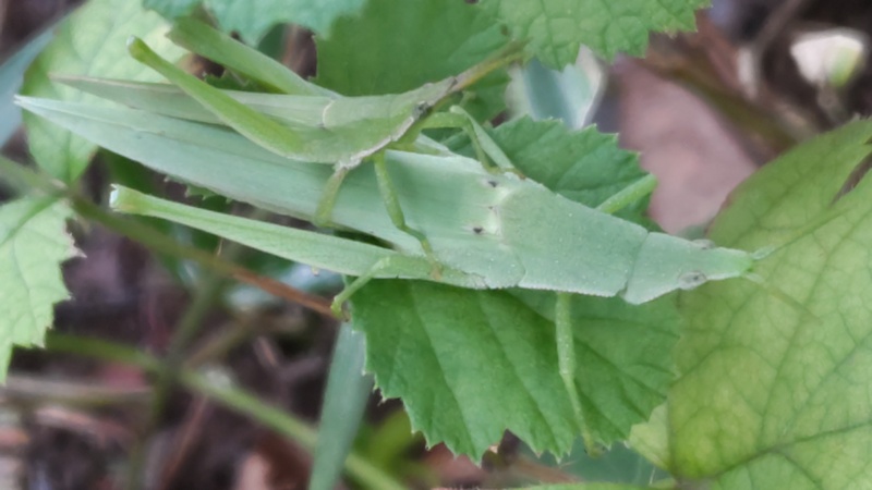 オンブバッタ 川崎市幸区さいわいふるさと公園