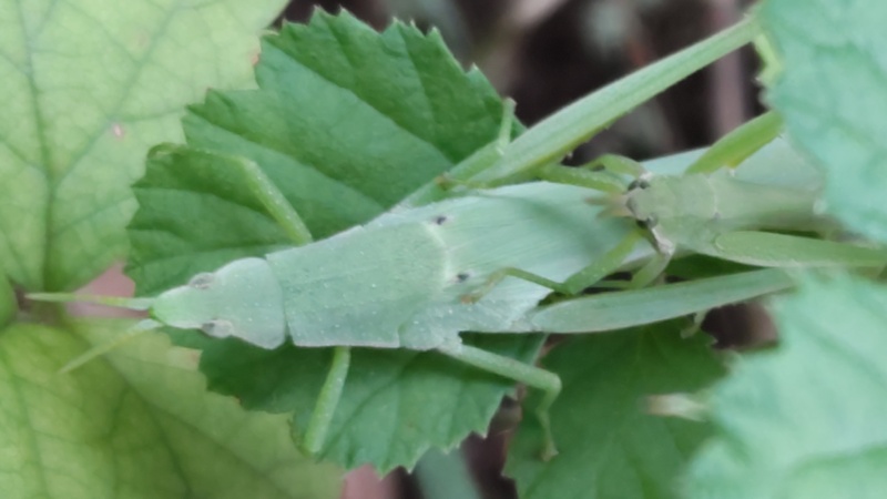 オンブバッタ 川崎市幸区さいわいふるさと公園