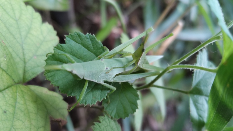 オンブバッタ 川崎市幸区さいわいふるさと公園