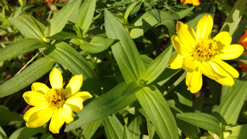 ヒャクニチソウの花 川崎市幸区さいわいふるさと公園