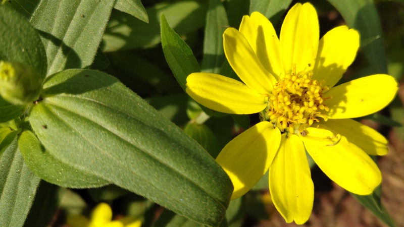 ヒャクニチソウの花 川崎市幸区さいわいふるさと公園