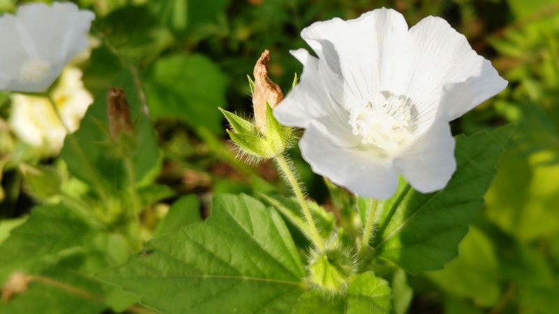 ニシキアオイの花 川崎市幸区さいわいふるさと公園