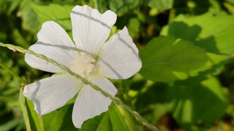 ニシキアオイの花 川崎市幸区さいわいふるさと公園