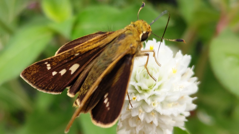センニチコウのイチモンジセセリ 川崎市幸区さいわいふるさと公園