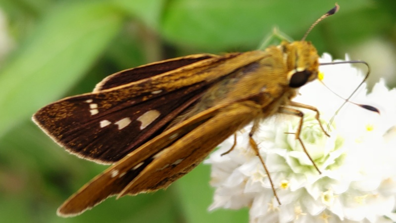 センニチコウのイチモンジセセリ 川崎市幸区さいわいふるさと公園