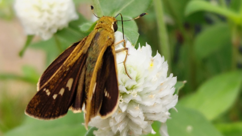 センニチコウのイチモンジセセリ 川崎市幸区さいわいふるさと公園