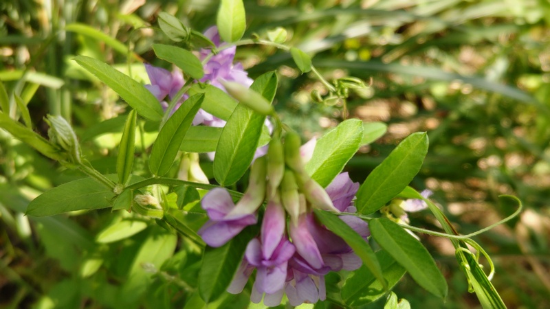 ツルフジバカマの花 川崎市幸区さいわいふるさと公園