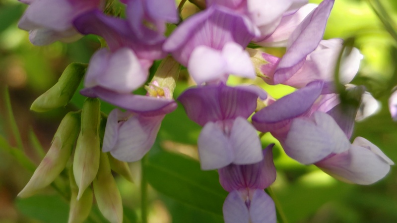 ツルフジバカマの花 川崎市幸区さいわいふるさと公園