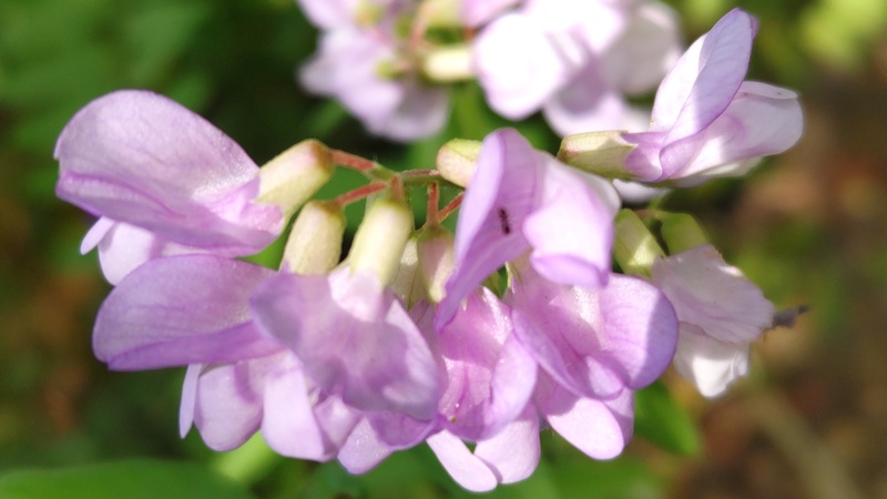 ツルフジバカマの花 川崎市幸区さいわいふるさと公園